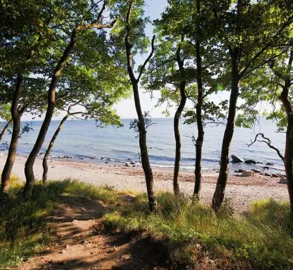 JR 5142 - LANDES - COEUR DE FORET PROCHE PLAGES
