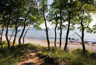JR 5142 - LANDES - COEUR DE FORET PROCHE PLAGES