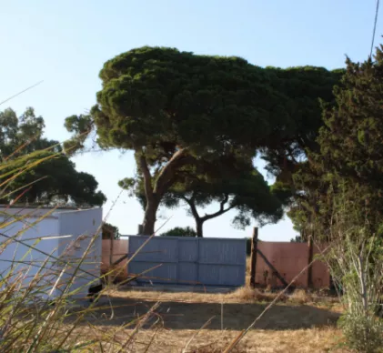 Oportunidad terreno 8100 m 2 informe favorable para hacer camping, 2 minutas de playa costa ballena, CHIPIONA, CADIZ