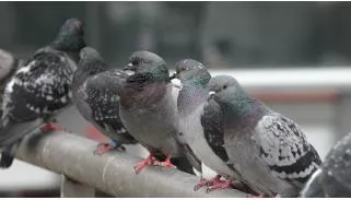 Dépigeonnage 
