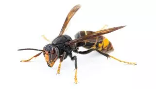 Destruction de nids de guêpes et frelons