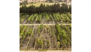Arbres d'ornements